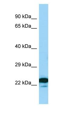 MREG Antibody (aa122-171)