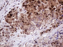 PCNA Antibody (clone OTI3D6)