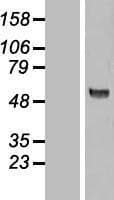 KAT5 / TIP60 Protein (Over-Expression Lysate Myc-DDK (Flag))