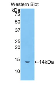 LF / LTF / Lactoferrin Antibody (aa337-449, Biotin)