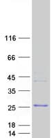 Human NPM3 Protein (Recombinant Myc-DDK (Flag))