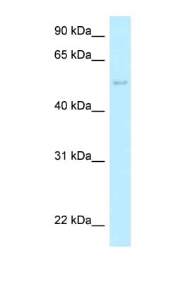HARS2 Antibody (aa383-432)