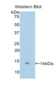 GDF15 Antibody (aa195-308)