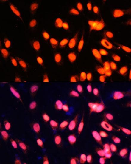 ZNF433 Antibody