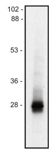LIME1 / LIME Antibody (clone mLIME-05)