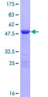 Human LIN7B Protein (Recombinant GST)