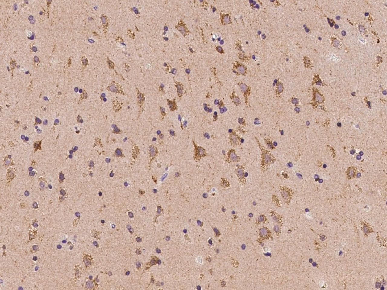 NDUFA2 Antibody