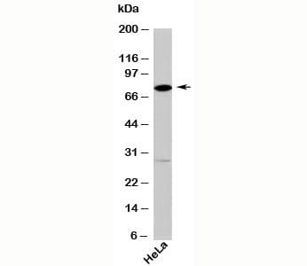 DDX4 / VASA Antibody (C-Terminus)