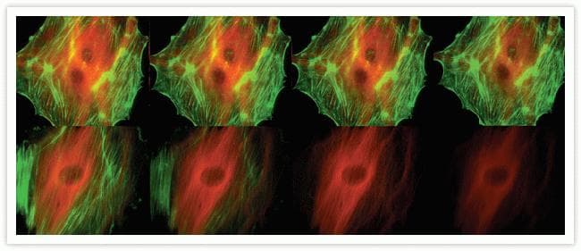 Alpha Tubulin Antibody (clone 236-10501)