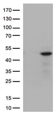 Monoclonal Mouse anti-Human DUSP1 / MKP1 Antibody (clone OTI4F10, Carrier-free, WB)
