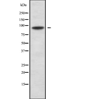 Polyclonal Rabbit anti-Human RFX3 Antibody (IF, WB)