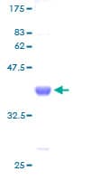 Human FKBP1B / FKBP12.6 Protein (Recombinant GST)