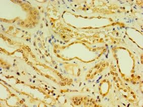 DNAL1 Antibody (aa41-190)