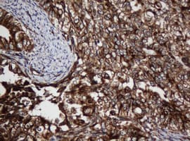 SCFD1 / SLY1 Antibody (clone OTI4D2)