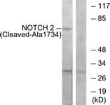 NOTCH2 Antibody (aa1715-1764)