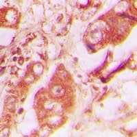 VPS4A Antibody