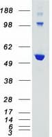 Human AKT3 Protein (Recombinant Myc-DDK (Flag))