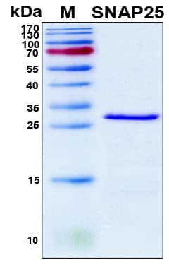 Human SNAP25 Protein (Recombinant 6His, N-terminus)