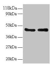 Polyclonal Rabbit anti-Human MAPK14 / p38 Antibody (IHC, WB)