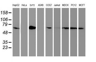 SAMHD1 Antibody (clone 3F5, Carrier-free)