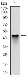 NQO1 Antibody (clone 4D12)