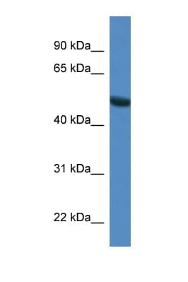 SNTG1 Antibody (aa147-196)
