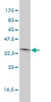 NKX2-5 Antibody (clone 1E4-G5)