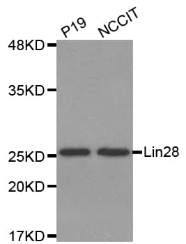LIN28A / LIN28 Antibody