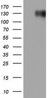EGFR Antibody (aa900-1210, clone OTI9G6, Carrier-free)
