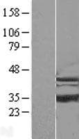 ISOC1 Protein (Over-Expression Lysate Myc-DDK (Flag))