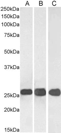IHC-plus™ SNAP25 Antibody (aa193-206)
