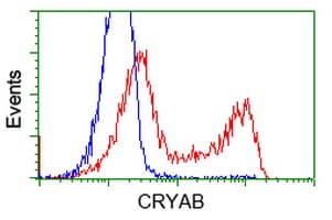 IHC-plus™ CRYAB / Alpha B Crystallin Antibody (clone 6D11)