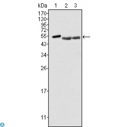 PTK6 / BRK Antibody