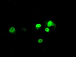 ARNTL / BMAL1 Antibody (clone OTI3G9)
