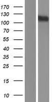 KCNH4 Protein (Over-Expression Lysate Myc-DDK (Flag))