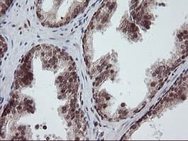 RFC2 / RFC40 Antibody (clone OTI2B2)