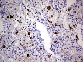 TGIF1 Antibody (clone OTI1B12, Carrier-free)