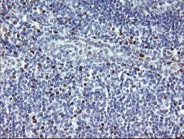 TLE1 / TLE 1 Antibody (aa180-460, clone OTI1F9)