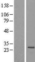 MRPS23 Protein (Over-Expression Lysate Myc-DDK (Flag))