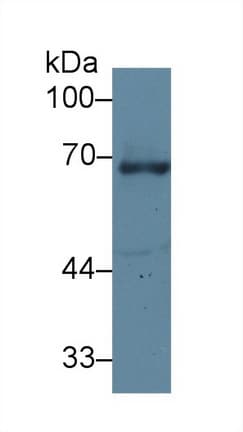 GRN / Granulin Antibody (aa361-585, PE)