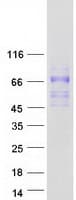 Human SCARA5 Protein (Recombinant Myc-DDK (Flag))