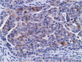CD80 Antibody (clone OTI2B11)