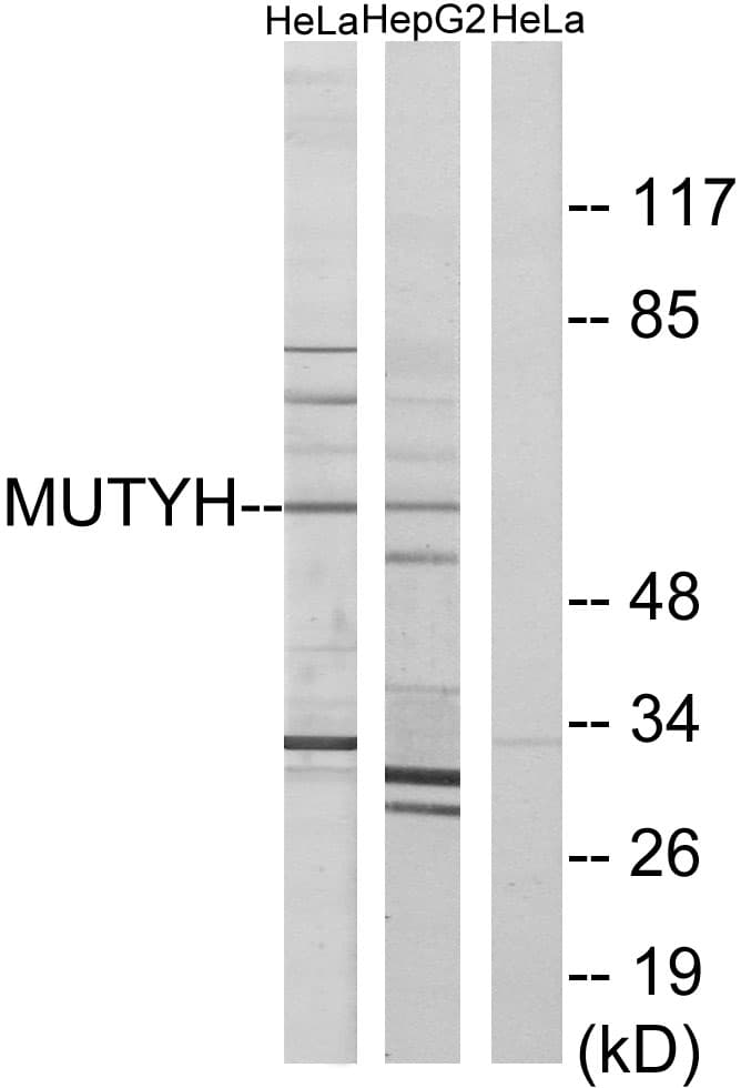 Polyclonal Rabbit anti-Human MUTYH / MYH Antibody (aa151-200, IF, WB)