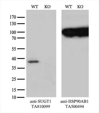 SUGT1 / SGT1 Antibody (clone OTI10G2)