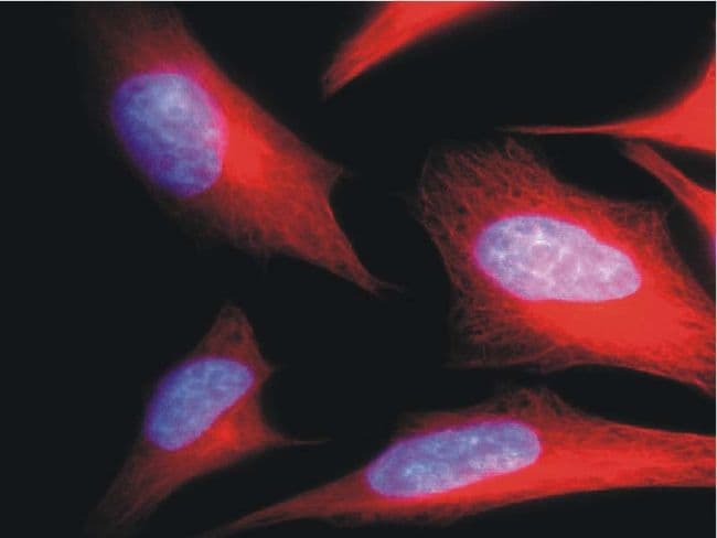 Alpha Tubulin Antibody (Amino Acid: 65-97, clone TU-01)