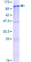 Human ZNF23 Protein (Recombinant GST)