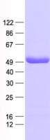 Human PGCP / Aminopeptidase Protein (Recombinant His, N-Terminal)