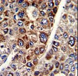 CD38 Antibody (aa241-270)