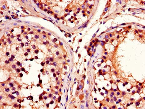Polyclonal Rabbit anti-Human ADRM1 Antibody (IHC, IF, WB)