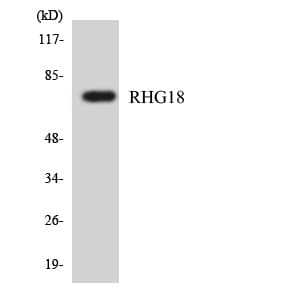 ARHGAP18 Antibody (aa502-551)